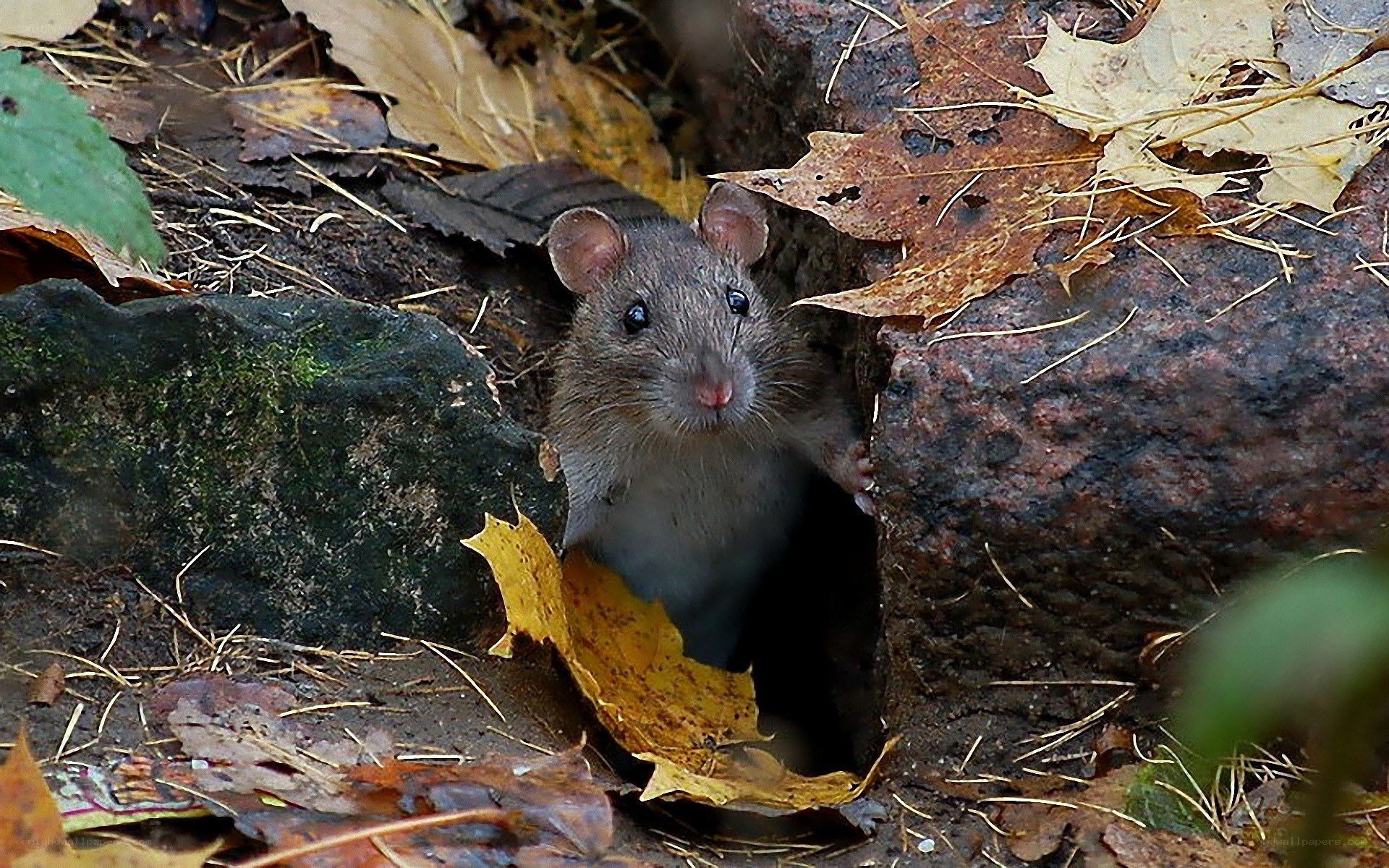 rat in autumn leaves