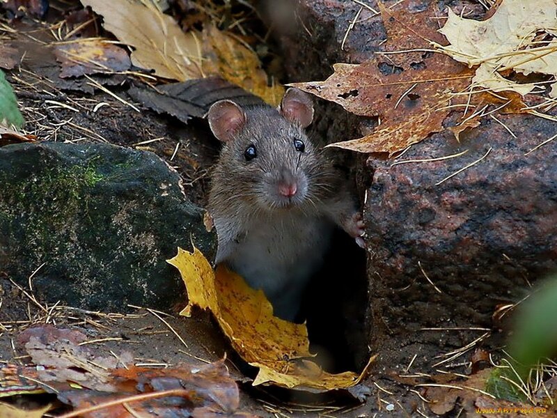 Rat in Autumn Leaves — Brown