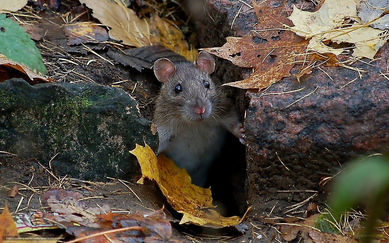 rat in autumn leaves