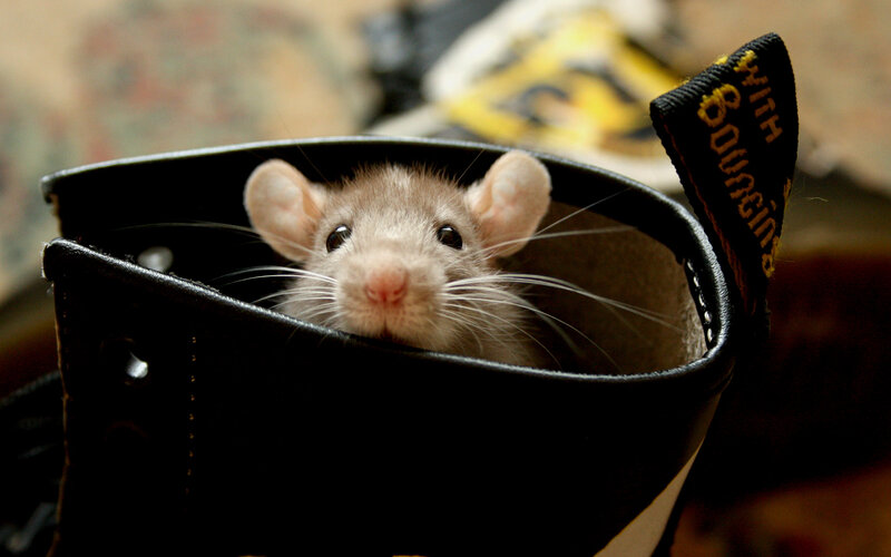 Rat in Boot — Black