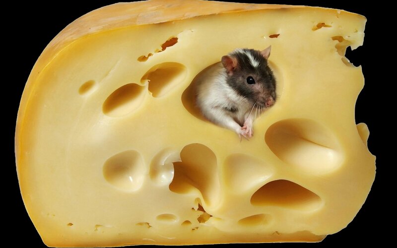 Rat in Cheese Hole — Yellow, Neutral, Photograph