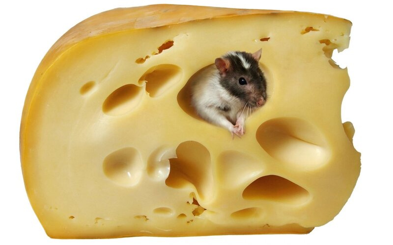 Rat in Cheese Hole — Yellow, Neutral