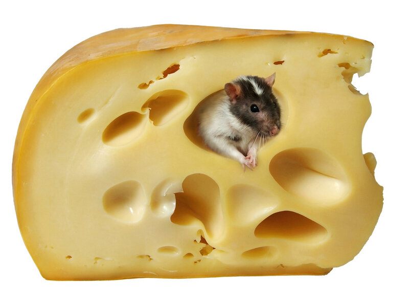 Rat in Cheese Hole — Yellow