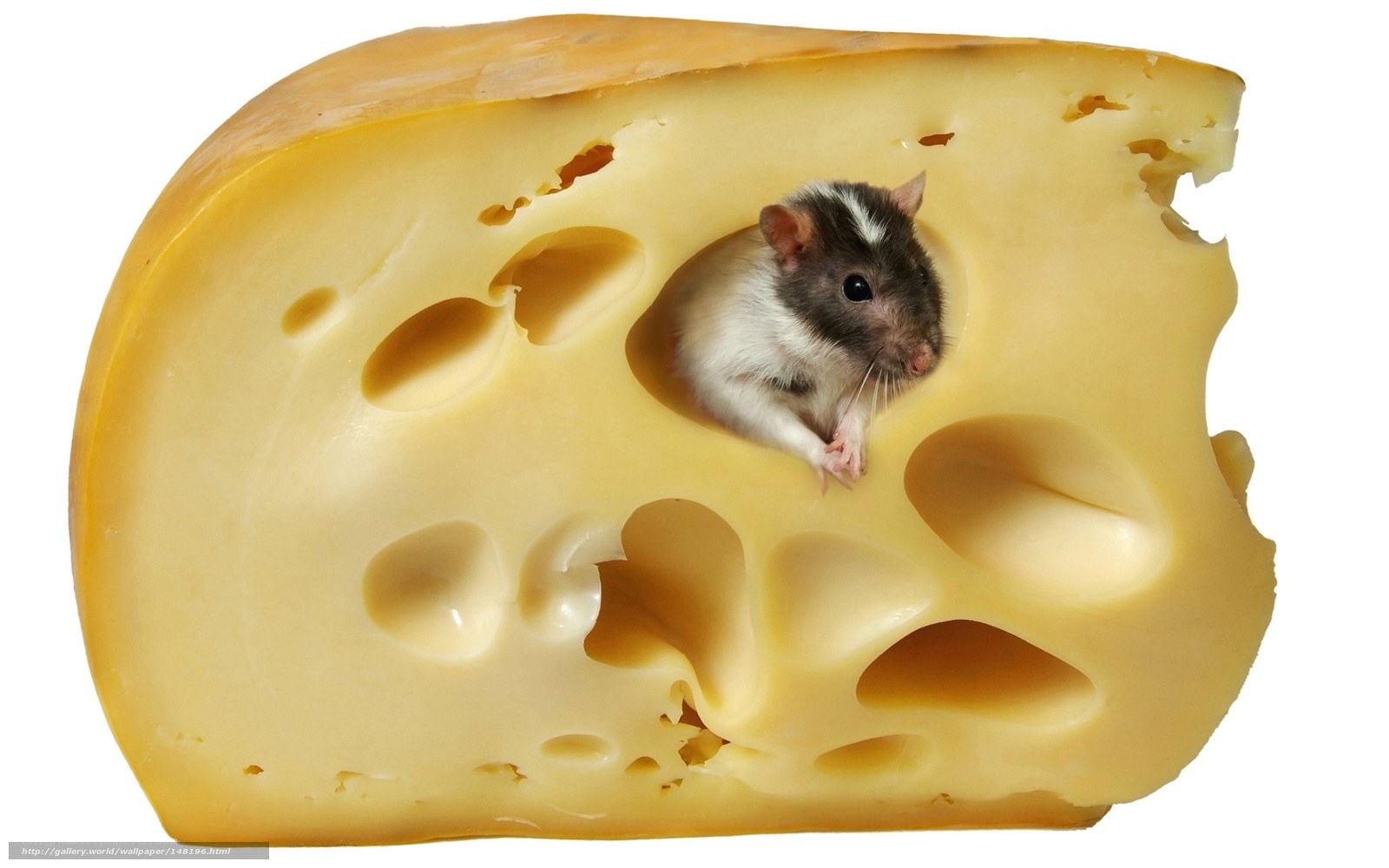 rat in cheese hole