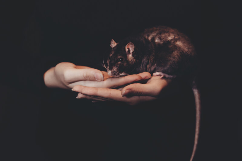 rat in cupped hands