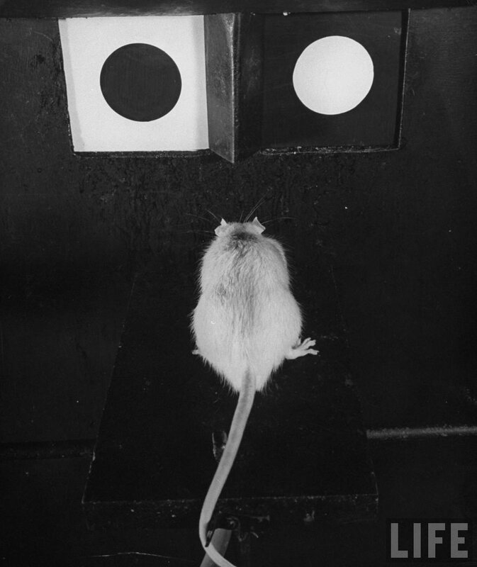 rat in experimental setup