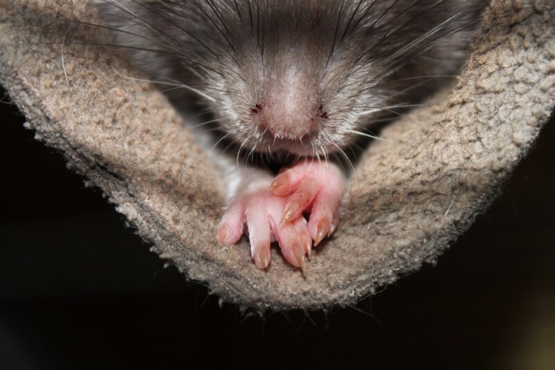 Rat in Fabric