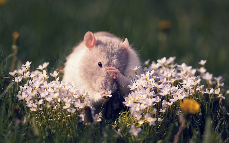 Rat in Flowers