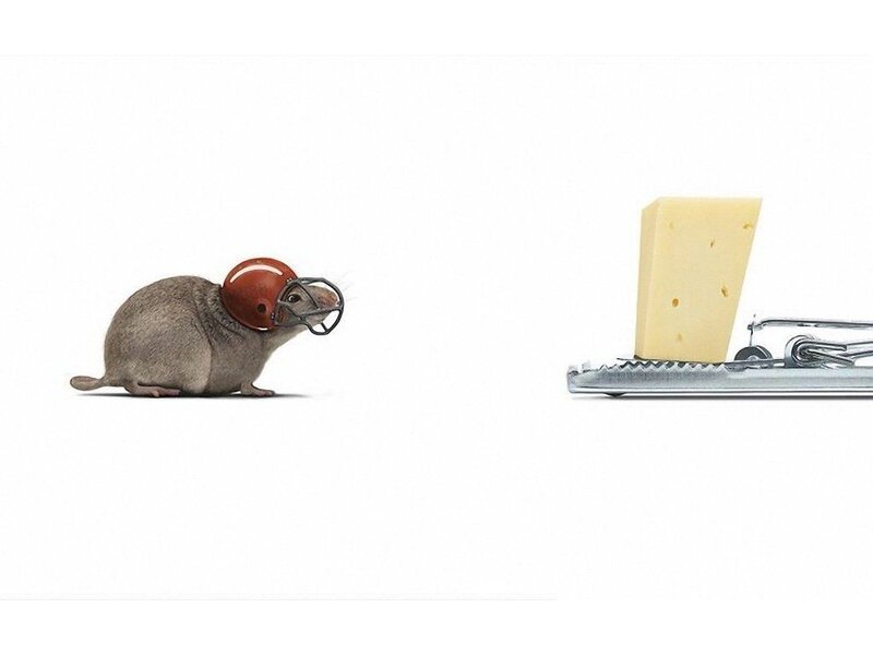 rat in football helmet near cheese trap