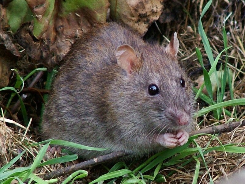 rat in grassy area