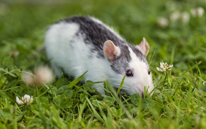 rat in green grass
