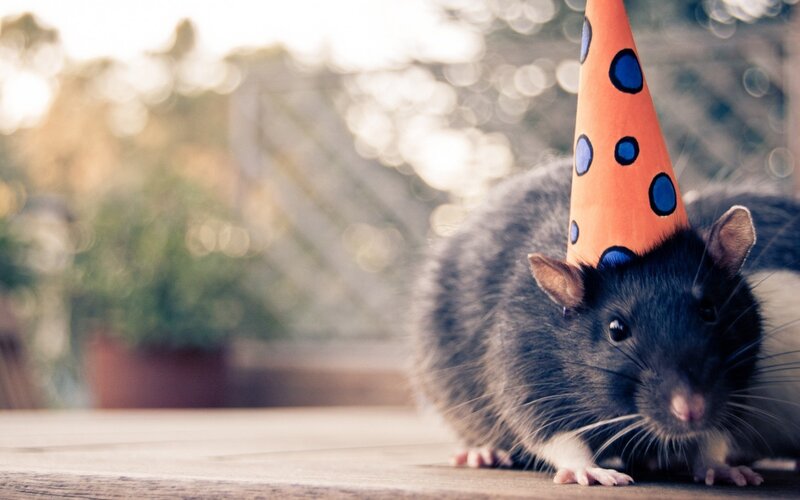 rat in party hat