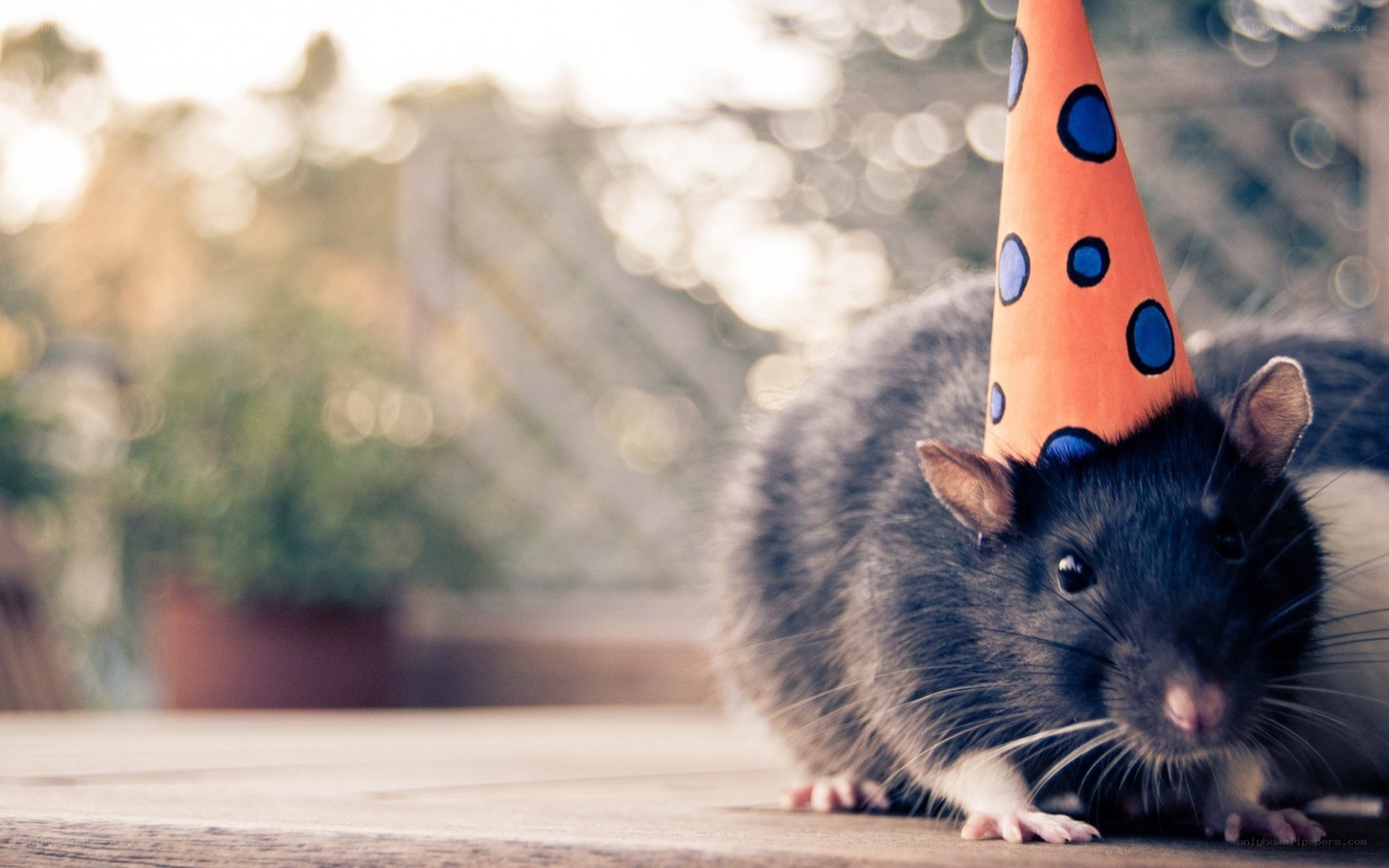 rat in party hat