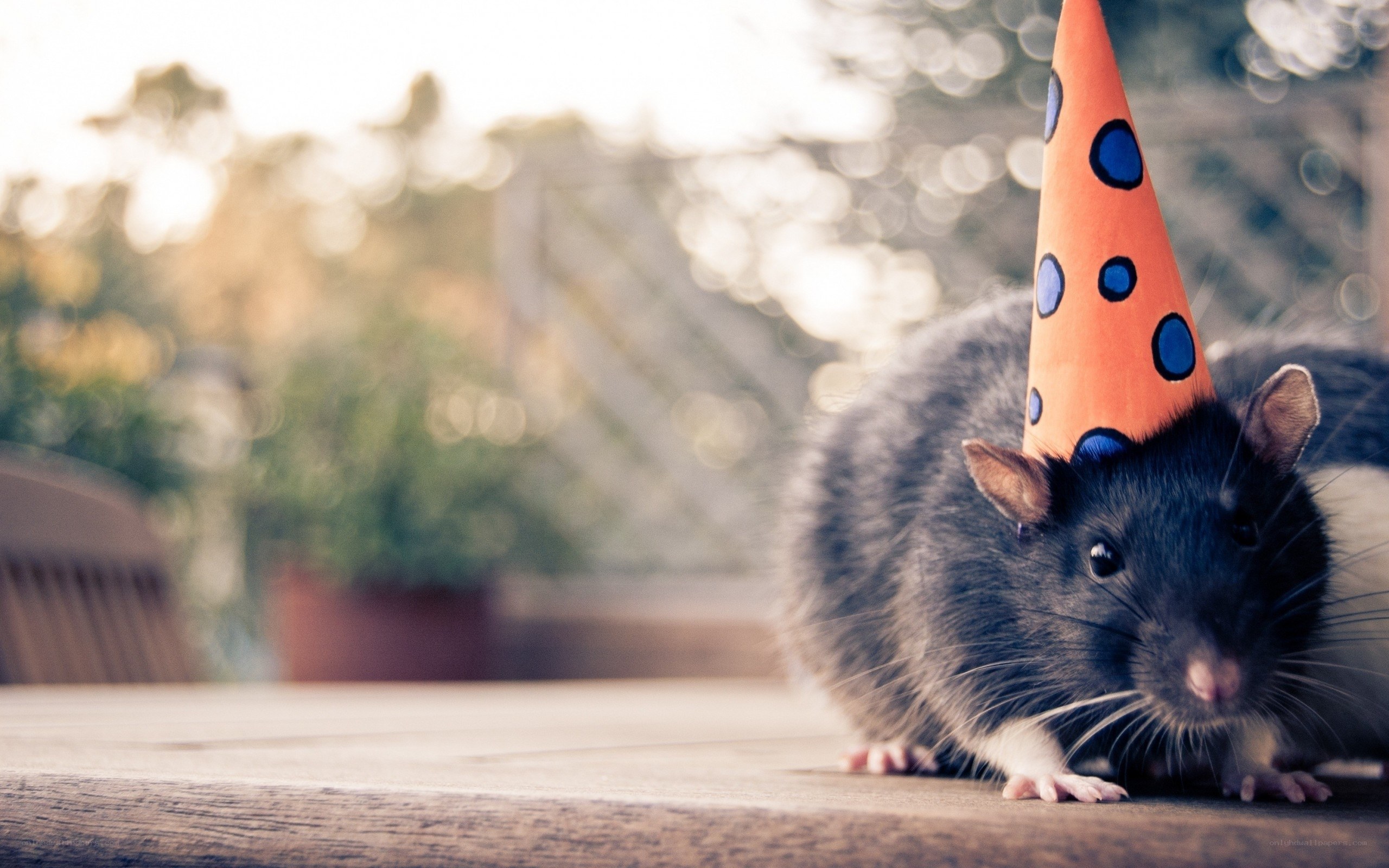 rat in party hat