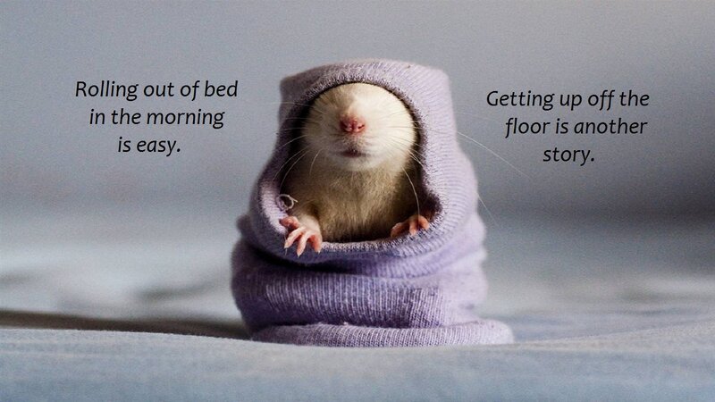 Rat in Purple Sock