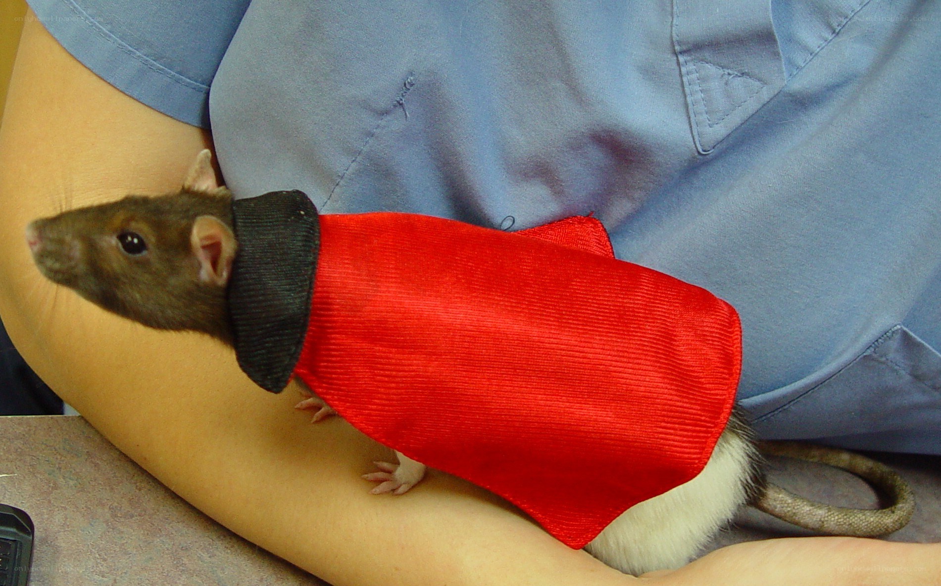 rat in red cape