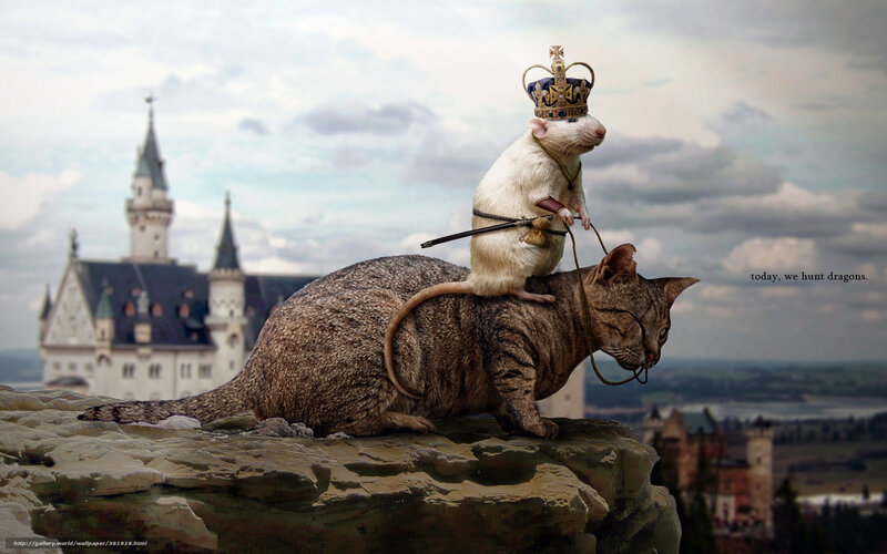 Rat King on Cat
