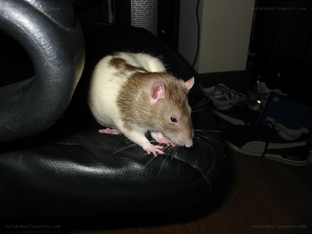 rat on a chair
