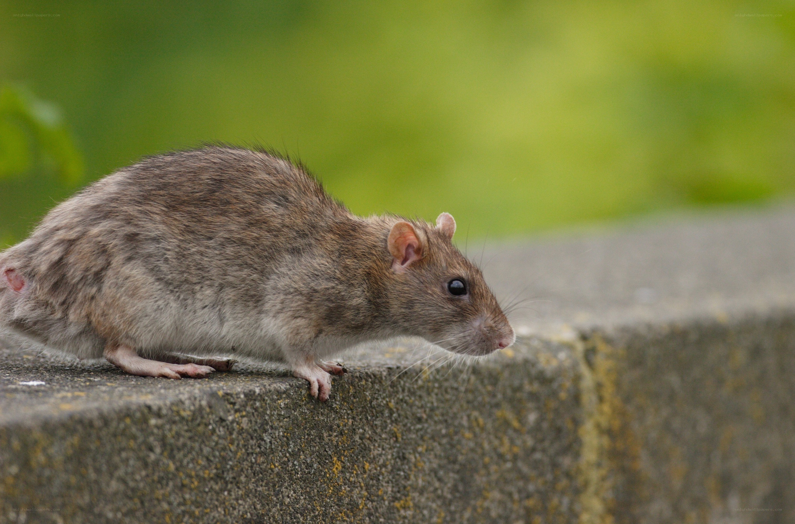 rat on a concrete wall