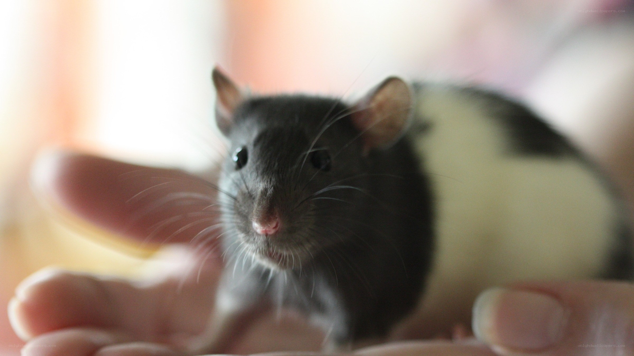 rat on a person's hand