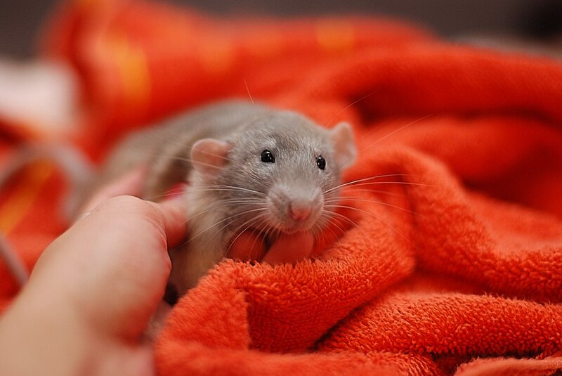 rat on a red blanket
