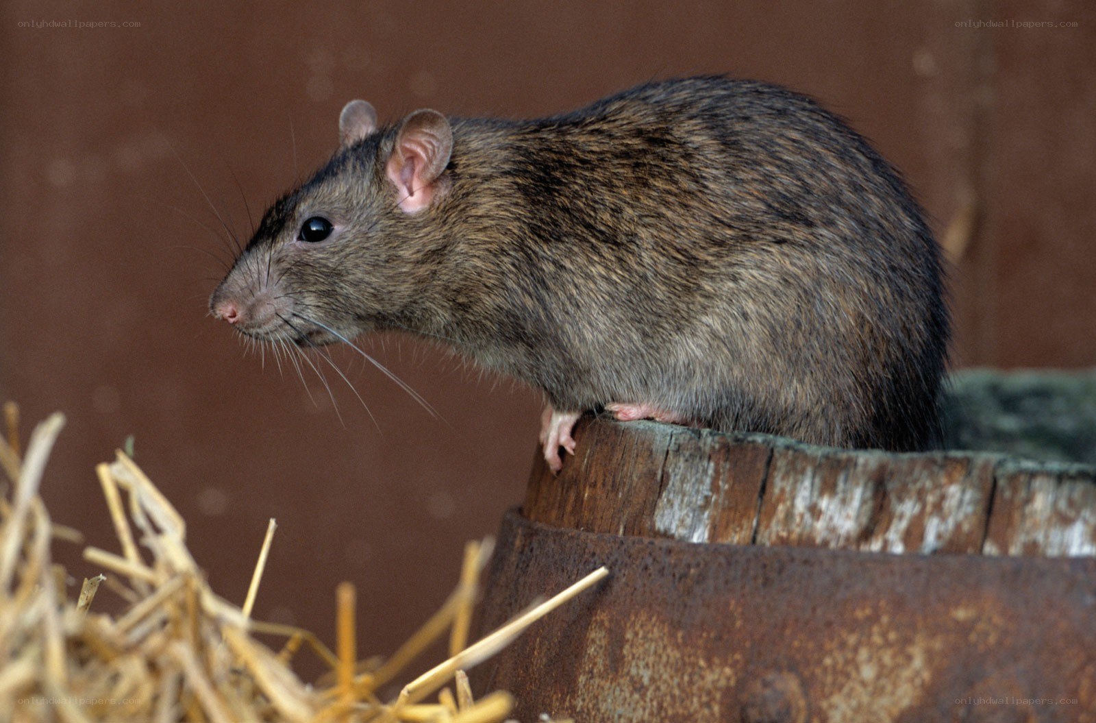 rat on a wooden barrel