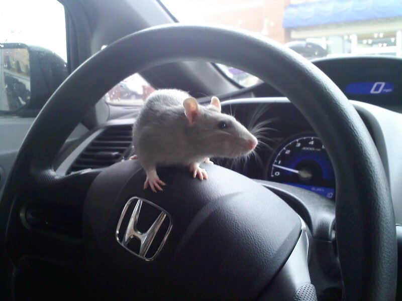 rat on car steering wheel