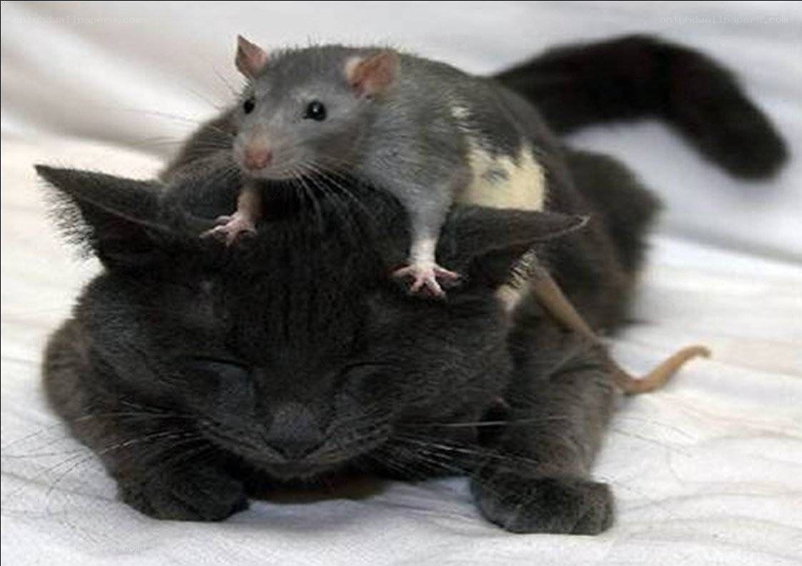rat on cat's back