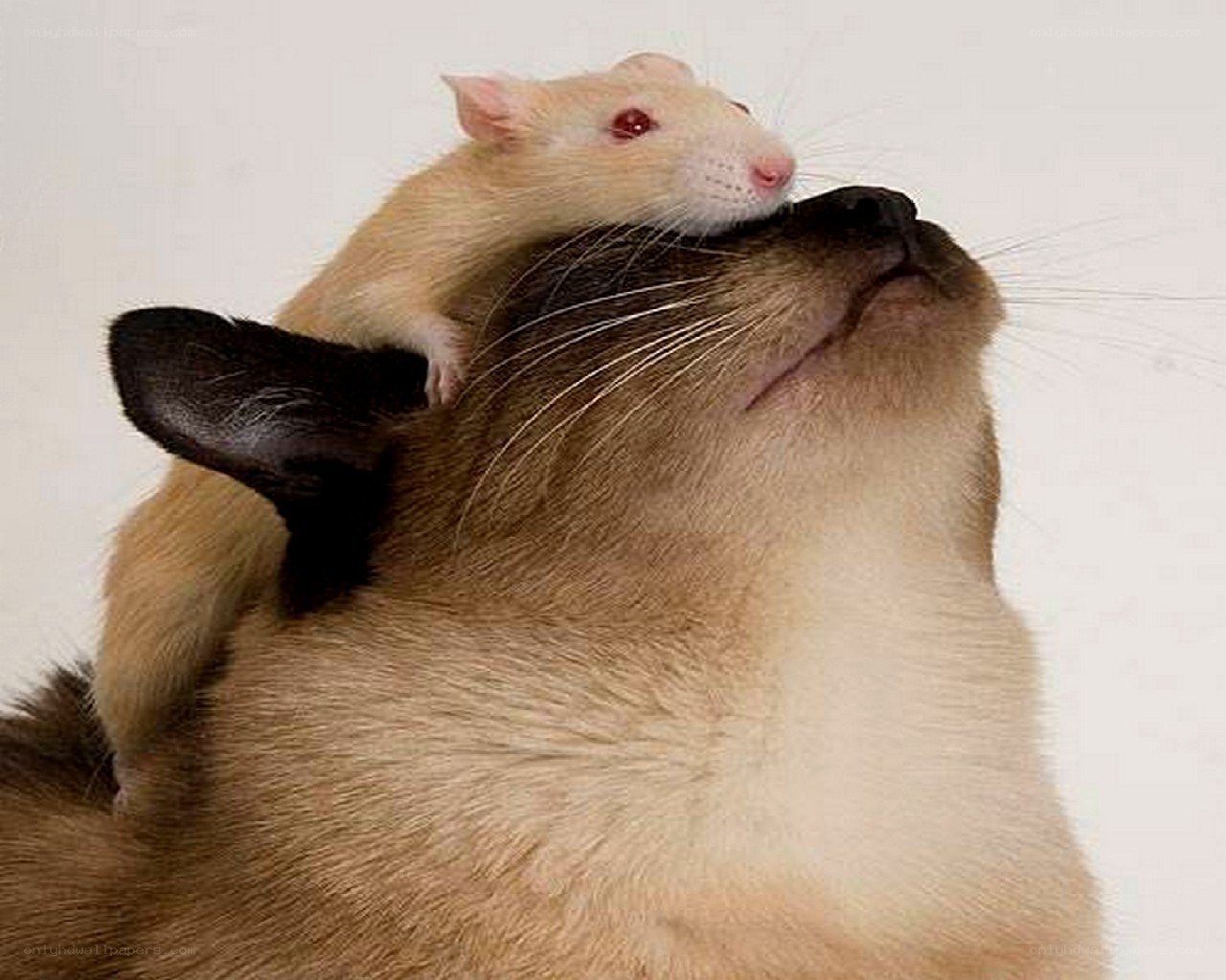 rat on cat's back