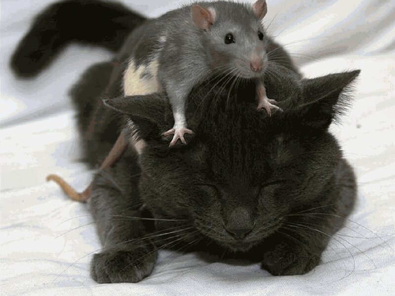 Rat on Cat's Back — Gray, Calm, Photograph, Cat, Blanket, Black