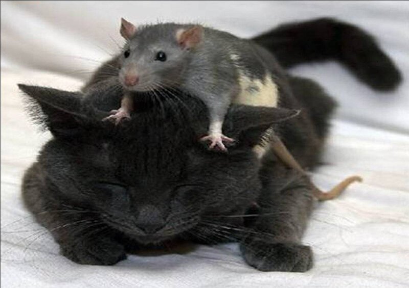 Rat on Cat's Back — Gray, Calm, Photograph, Cat, Blanket