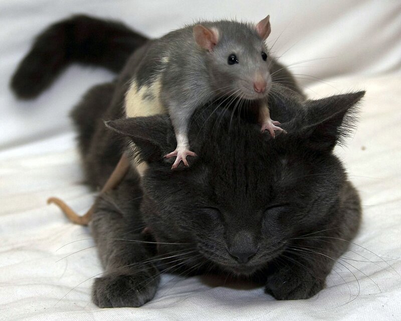 Rat on Cat's Back — Gray, Calm, Photograph, Cat, Blanket, White