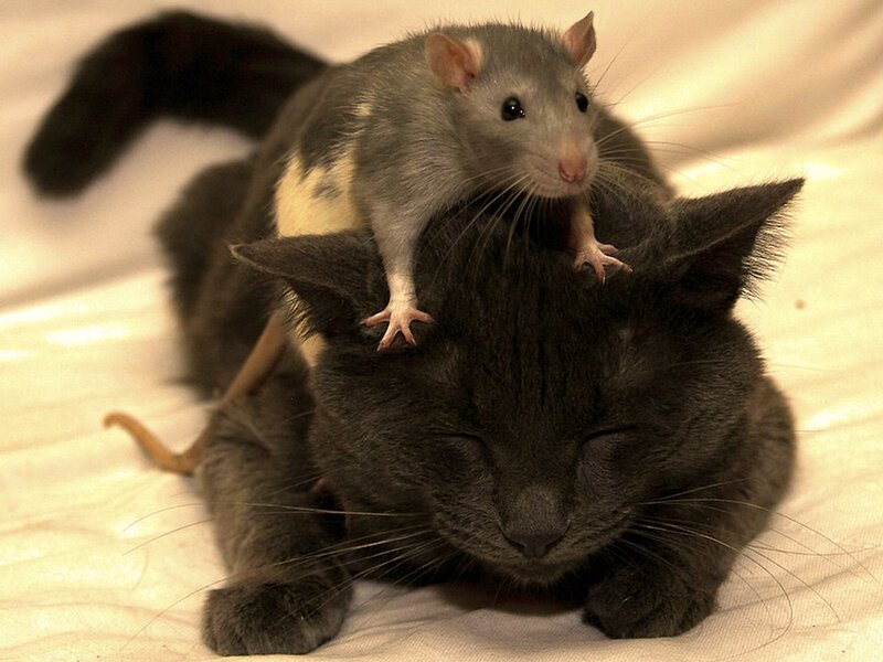 Rat on Cat's Back — Gray, Calm, Photograph