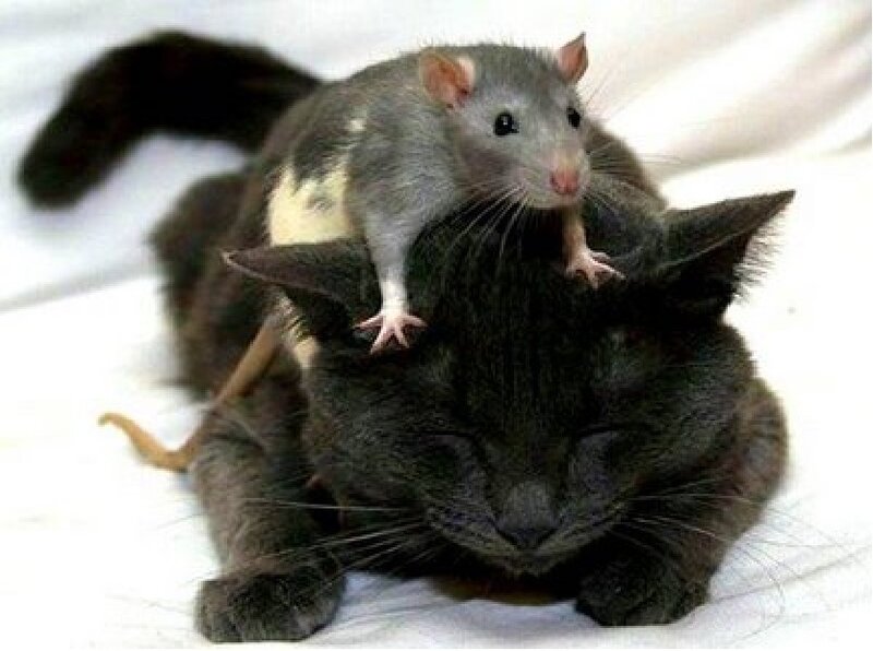Rat on Cat's Back — Gray