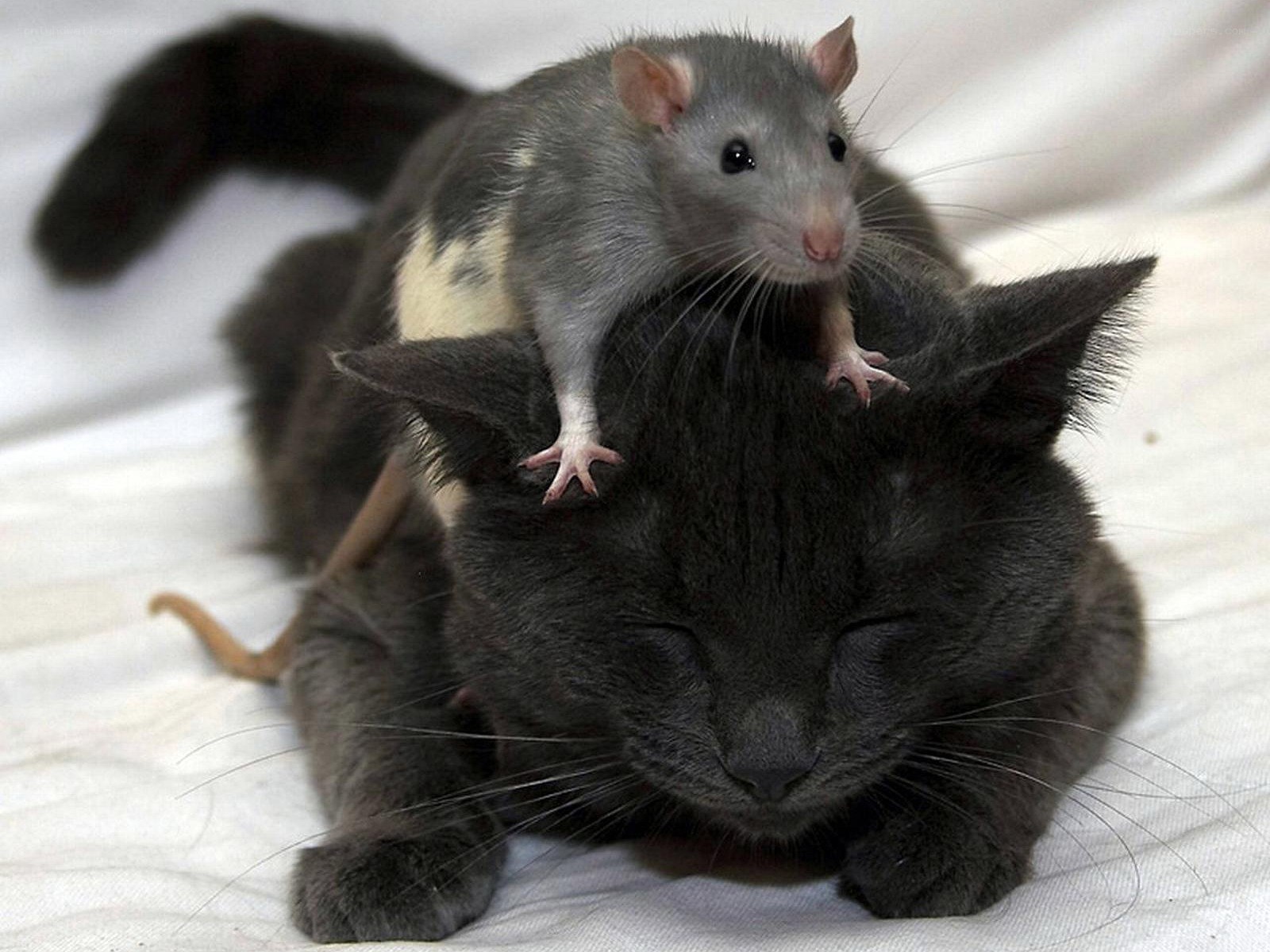 rat on cat's back