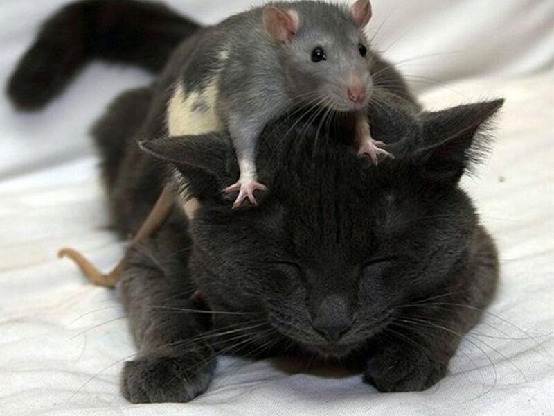 Rat on Cat's Head
