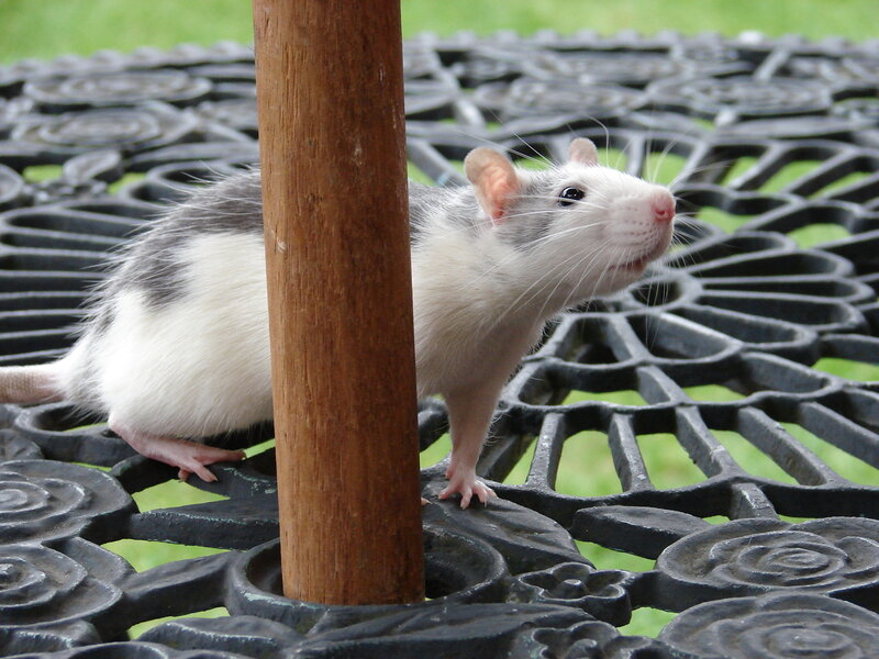 rat on decorative table