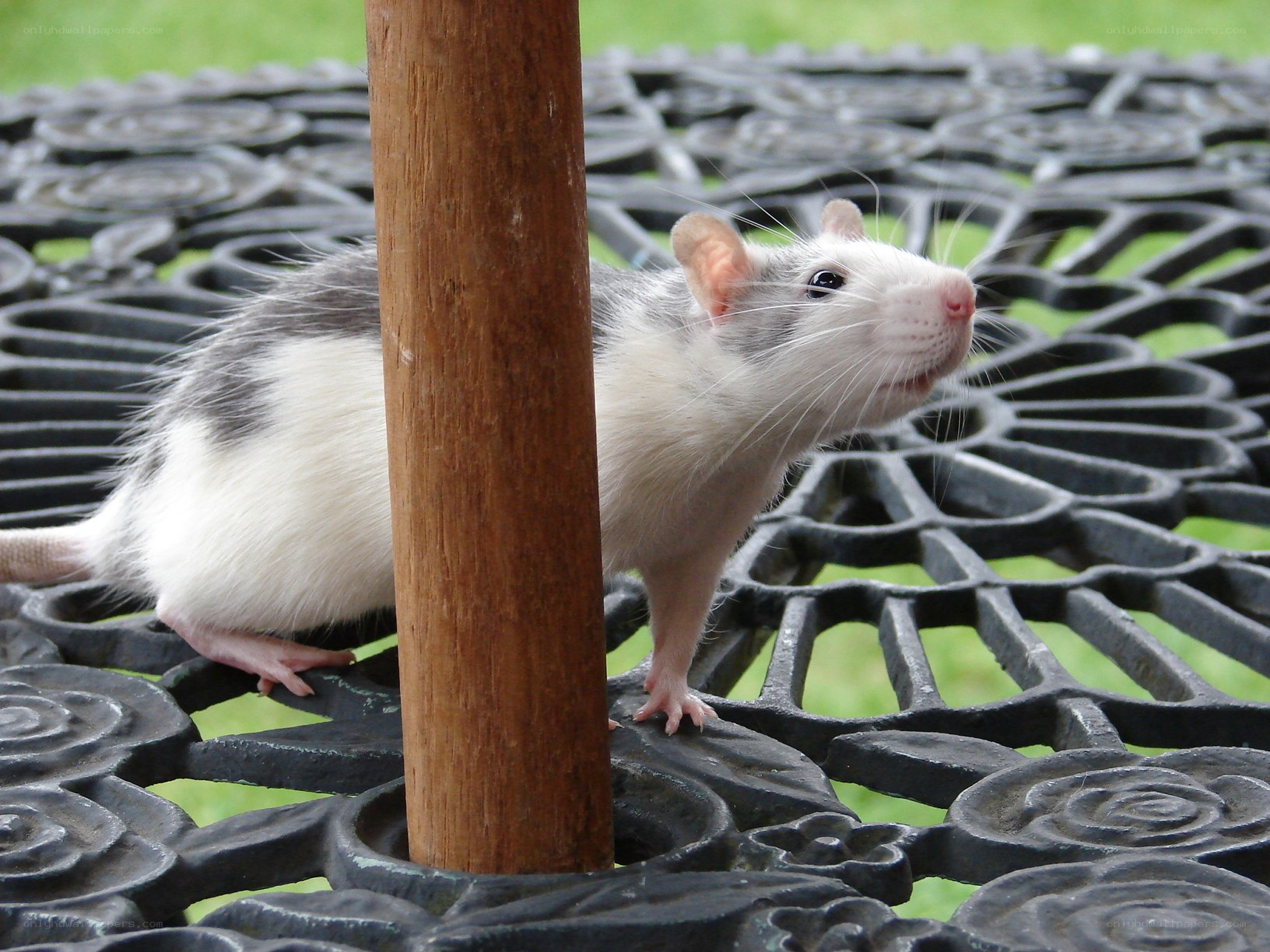 rat on decorative table