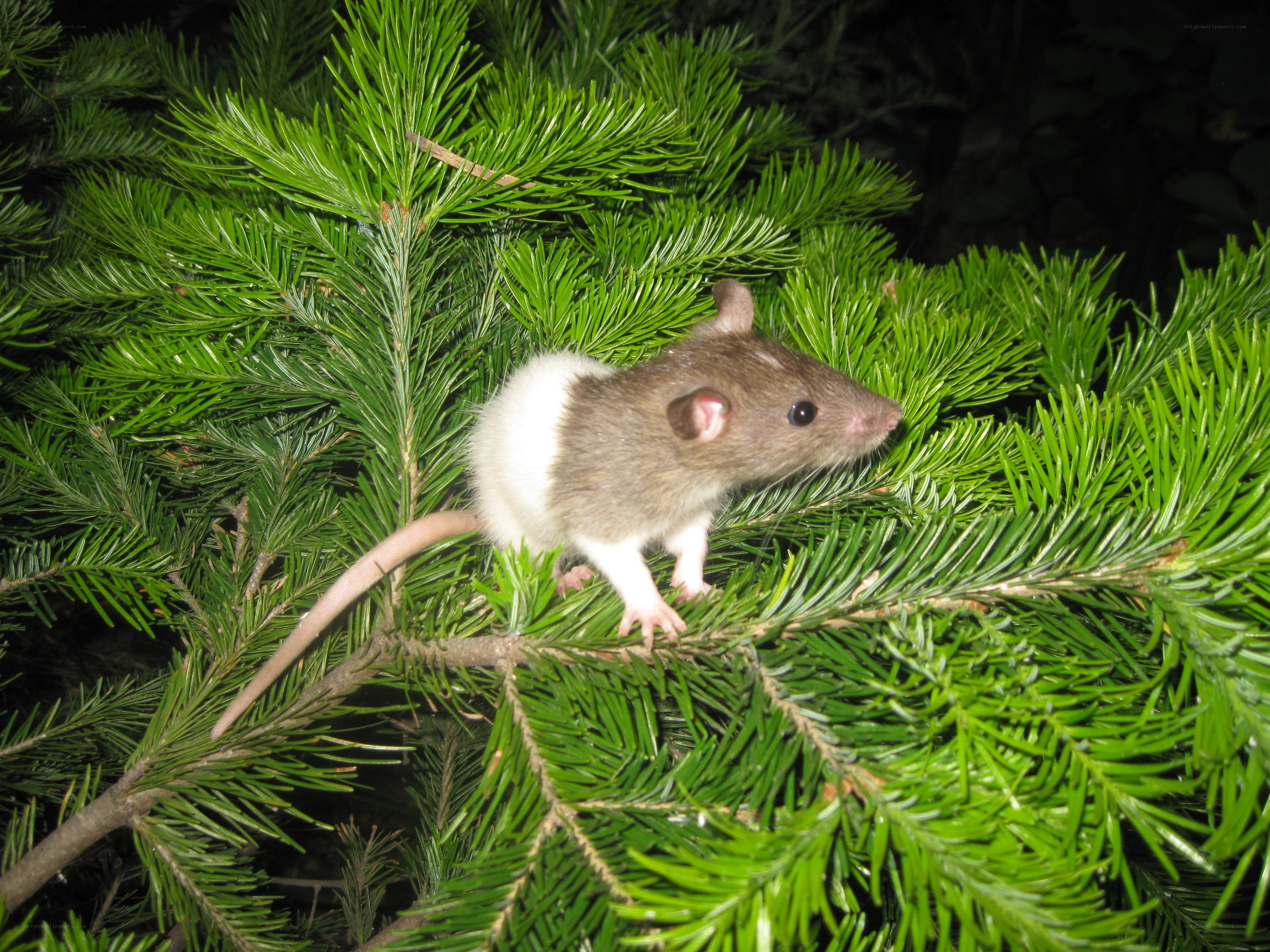 rat on evergreen branch