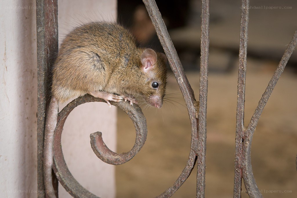 rat on metal railing