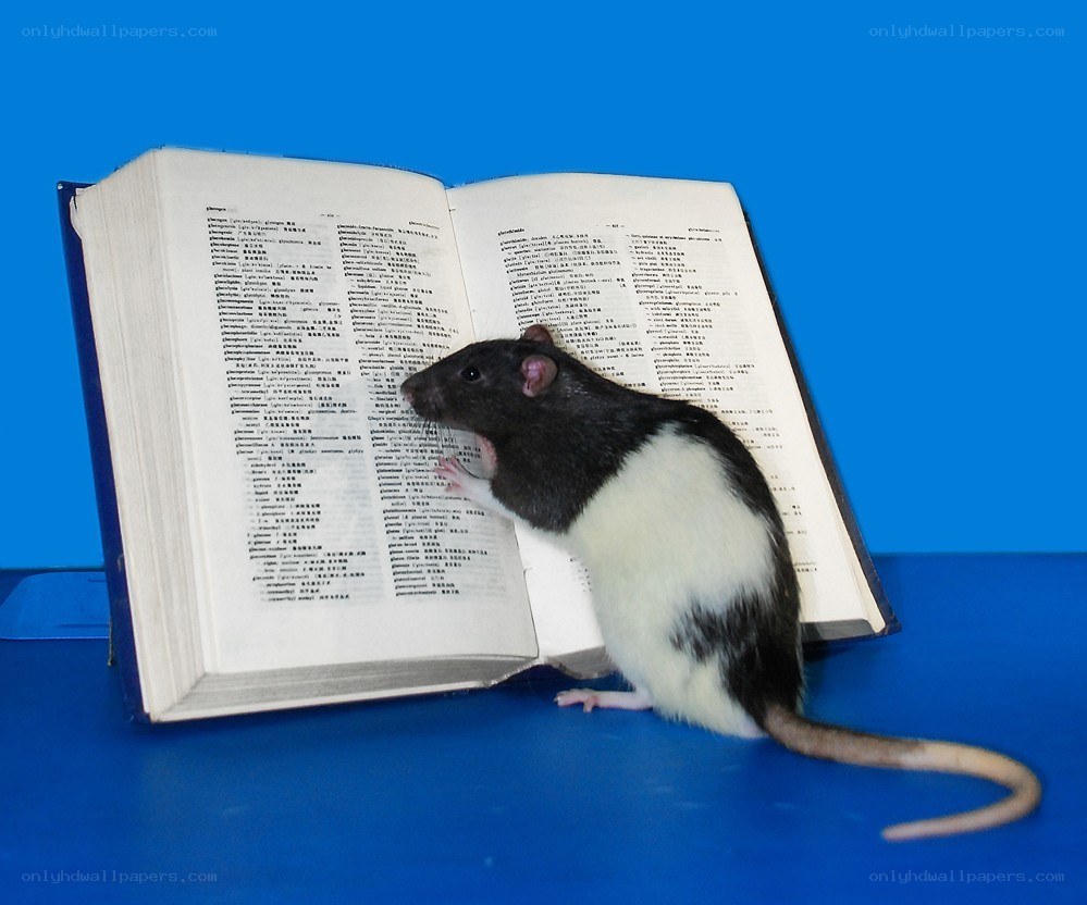 rat on open book