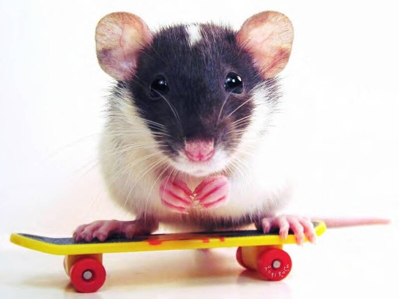 Rat on Skateboard