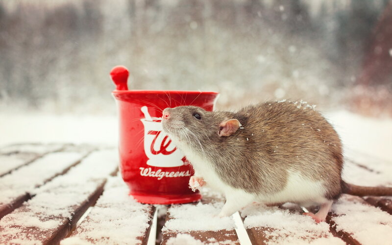 Rat on Snowy Surface