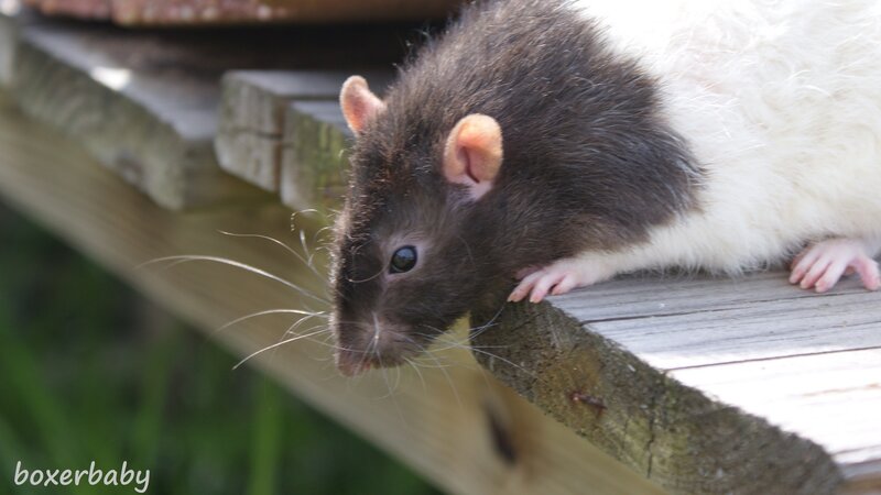rat on wooden surface