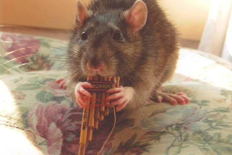 rat playing a pan flute