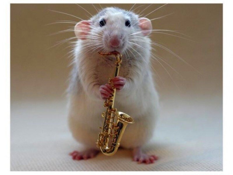 rat playing saxophone