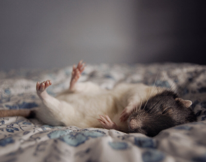 Rat Sleeping on Back