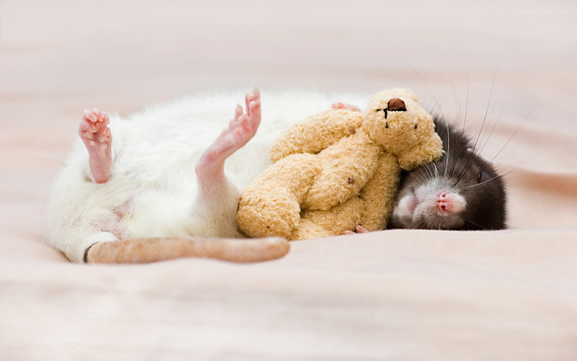 rat sleeping with teddy bear