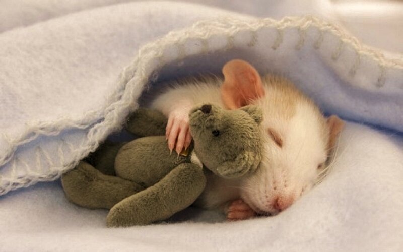 Rat Sleeping with Toy — White