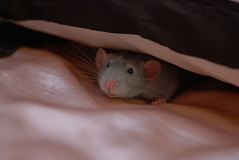 rat under blanket